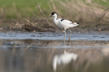 Pied avocet (Recurvirostra avosetta) standing in shallow water of the wetlands and is looking for food. , photo was taken in the Netherlands.