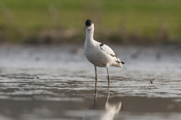 Pied avocet (Recurvirostra avosetta) standing in shallow water of the wetlands and is looking for food. , photo was taken in the Netherlands.