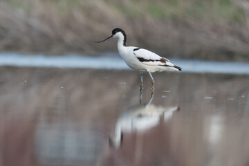 Pied avocet (Recurvirostra avosetta) standing in shallow water of the wetlands and is looking for...