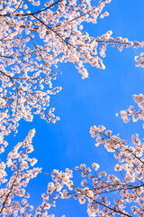 cherry blossom against sky