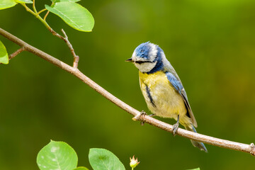 Blaumeise