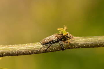 macro shot of an insect