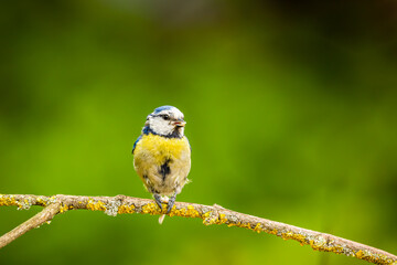 Blaumeise