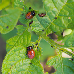 Colorado potato beetle larvae eating potato leaf. Close-up. A bright square illustration on the...