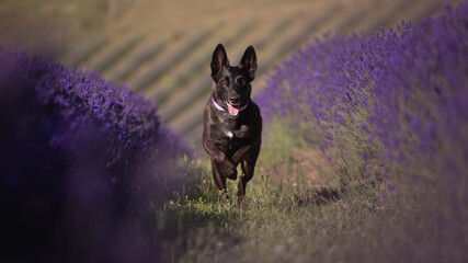 lovely dutch and belgian shepherd malinois crossbreed dog running on a beautiful lavender plantation field