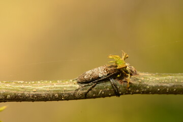 macro shot of an insect