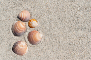 Horizontal banner or header with shells on pure white sand.