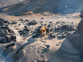 Volcanic rock road to Mutnovsky volcano. Wild red fox looking for food in the volcanic desert area....
