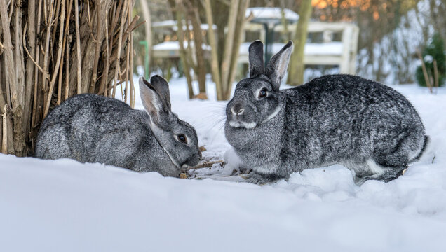 Two chinchilla rabbits in the snow