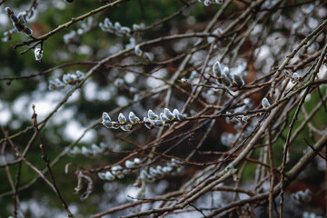 Gray sallow tree blooming in spring forest