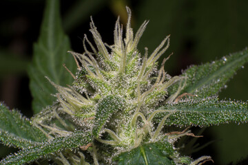 trichomes in the cannabis plant. Marihuana macro crystals. Marihuana flowers