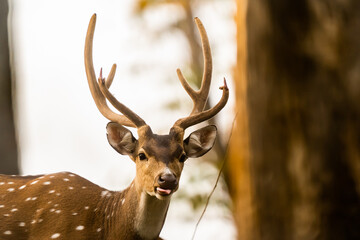 Spotted Deer at Topslip Tamilnadu