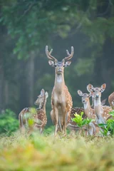 Gardinen Spotted Deer at Topslip Tamilnadu © Balaji