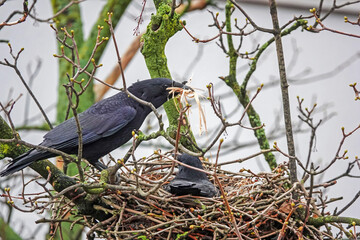 Rabenkrähen mit Jungvögeln im Nest