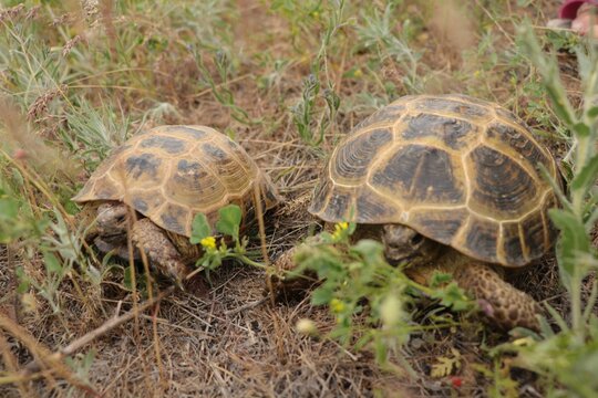 The turtles: adult and baby are crawling on the grass