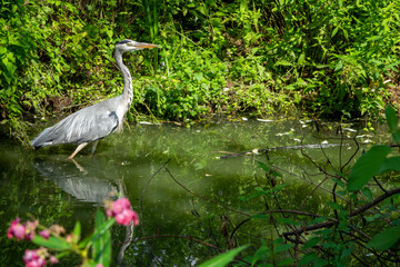 Graureiher in der Urdenbacher Kämpe