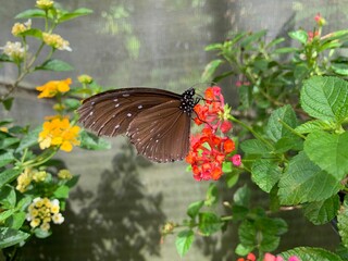 Schmetterlingsfarm bei Mae Rim, Thailand