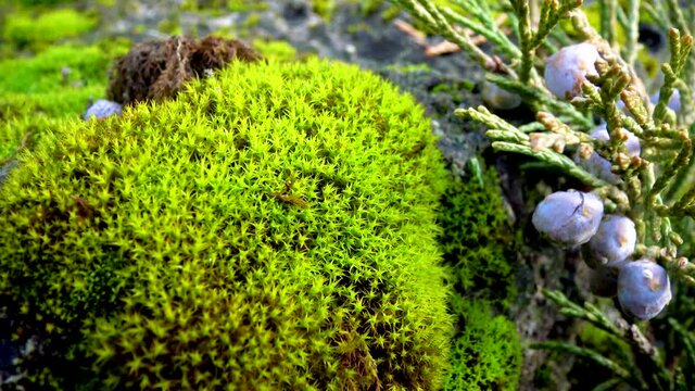 Mosses are small flowerless plants Bryophyta, nature Ukraine.