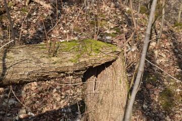 The old tree bent under its own head.