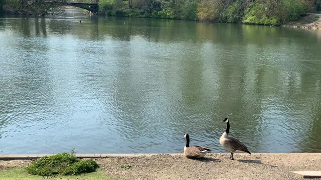 Kanadag&auml;nse im Hofgarten in D&uuml;sseldorf