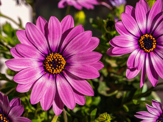 Obraz premium Close up of a cape marguerite flower (Dimorphotheca ecklonis) with blurred background