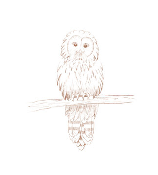 digital pencil drawing of a bird - an owl on a branch