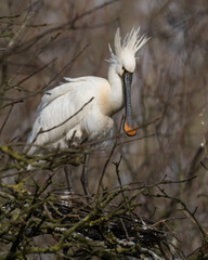 Eurasian spoonbill (Platalea leucorodia) standing in the tree. Photographed in the Netherlands.