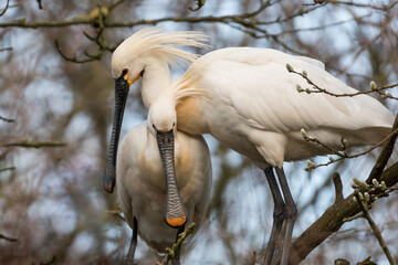 Two Eurasian spoonbills (Platalea leucorodia) in love!