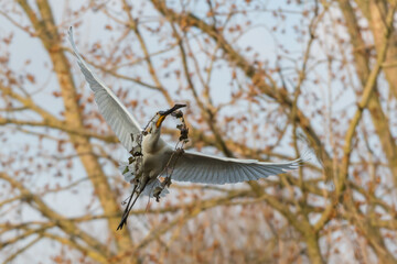 Eurasian spoonbill (Platalea leucorodia) in flight. Spoonbill on its way to its nest with nesting material.  Photographed in the Netherlands.