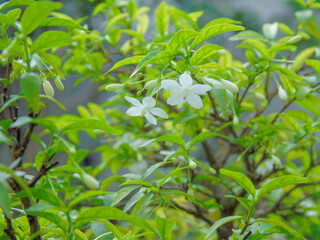 the flowers bloom in january