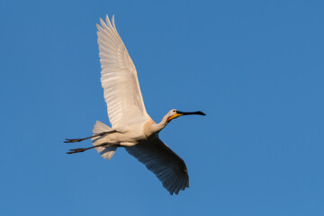 Eurasian spoonbill (Platalea leucorodia) in flight. Photographed in the Netherlands.