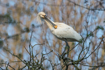 Eurasian spoonbill (Platalea leucorodia) cleans its feathers. Photographed in the Netherlands.