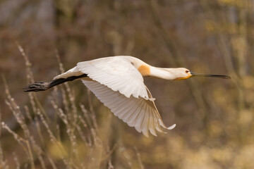 Eurasian spoonbill (Platalea leucorodia) in flight. Photographed in the Netherlands.