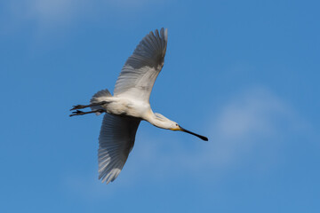 Eurasian spoonbill (Platalea leucorodia) in flight. Photographed in the Netherlands.