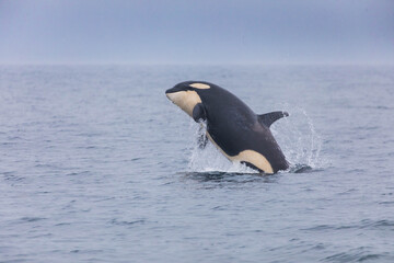 Fototapeta premium 知床の海に回遊する野生のシャチ（北海道羅臼沖）