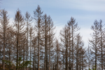 Trockener Wald im Harz, Deutschland