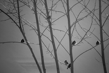Pájaros posados en las ramas al atarceder. Moralzarzal. España