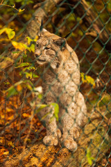 Ein Luchs im Luchsgehege bei Bad Harzburg