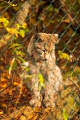 Ein Luchs im Luchsgehege bei Bad Harzburg