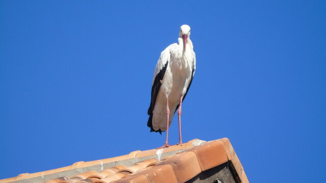 Cigue&ntilde;a en un el tejado en El Espinar. Segovia. Espa&ntilde;a