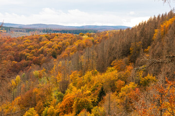 Naklejka premium Wald im Herbst, Harz, Deutschland