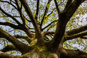 2021_4_4_Sovizzo_Oak tree_2