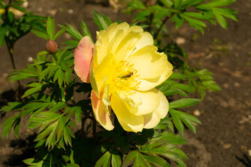 Peonies in natural background. peonies in garden. Yellow peony in garden. Bee in flower. Bee close up. Honey Bee collecting pollen on yellow rape flower with garden background.