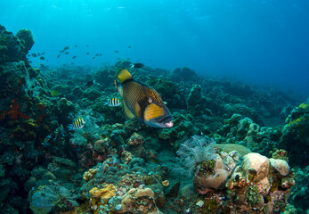 Naklejka na ściany i meble Triggerfish in the coral garden. Underwater world of Tulamben, Bali, Indonesia.