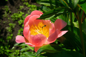 Peonies in natural background. peonies in garden. Peony coral supreme. Bee in flower. Bee close up. Honey Bee collecting pollen on pink rape flower with garden background.