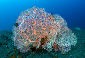Hard corals. Amazing underwater world of Tulamben, Bali, Indonesia.