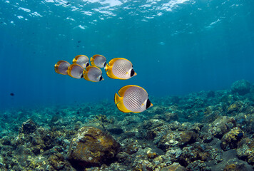 School of Butterflyfish (Philippine Butterflyfish or Panda Butterflyfish (Chaetodon adiergastos lat.). Amazing underwater world of Tulamben, Bali, Indonesia.