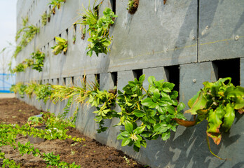 The realization of a vertical facade garden with green plants and recycled building blocks made of...