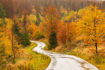 Kurvige Straße mit Bäumen im Herbst
