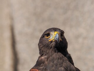 鋭い眼光でポーズするハリスホークの超アップ写真